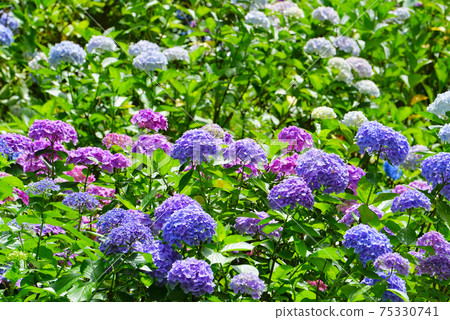 日本新潟縣Tagami鎮御馬堂山繡球花園 75330741