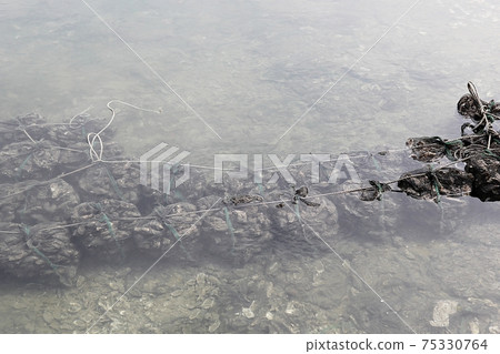 oyster oyster 75330764