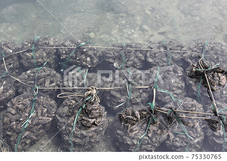 oyster oyster 75330765