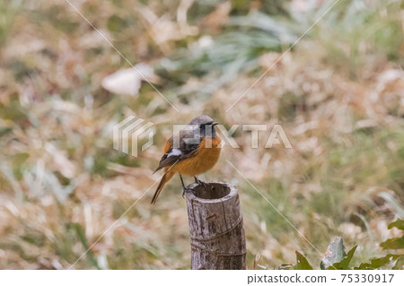 達里安·雷德斯塔克（Daurian Redstart）棲息在竹樁上，冬季，2月，東京 75330917