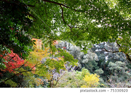 Kumamoto's resting walking course "Tatsuda Natural Park" Hosokawa family Bodaiji Taisho-ji ruins Kumamoto's resting walking course "Tatsuda Natural Park" Hosokawa family Bodaiji Taisho-ji ruins 75330920