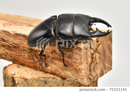Alkydes Hiratakuwagata 75331145