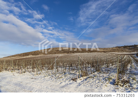 Winter landscape near Popice, Southern Moravia, Czech Republic Winter landscape near Popice, Southern Moravia, Czech Republic 75331203