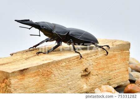 Alkydes Hiratakuwagata Alkydes Hiratakuwagata 75331282