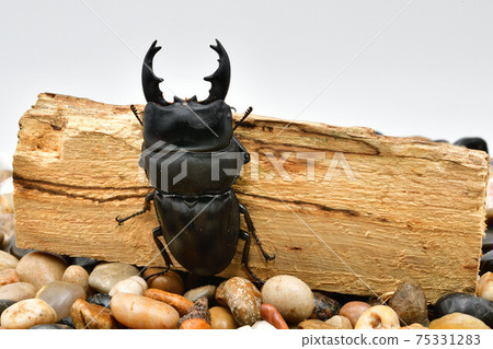 Alkydes Hiratakuwagata Alkydes Hiratakuwagata 75331283