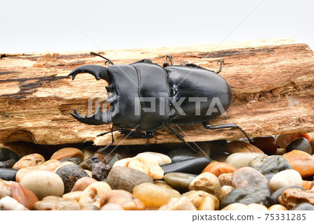 Alkydes Hiratakuwagata Alkydes Hiratakuwagata 75331285