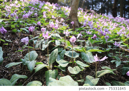 [Hyogo Prefecture] Hikamicho, Tamba City, a flower of an erythronium that shines in the spring morning sun 75331845