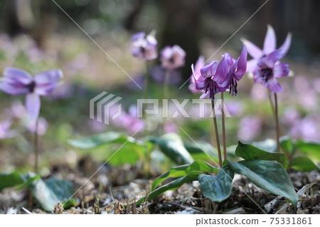 [Hyogo Prefecture] Hikamicho, Tamba City, a flower of an erythronium that shines in the spring morning sun 75331861