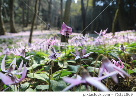 [Hyogo Prefecture] Hikamicho, Tamba City, a flower of an erythronium that shines in the spring morning sun 75331869