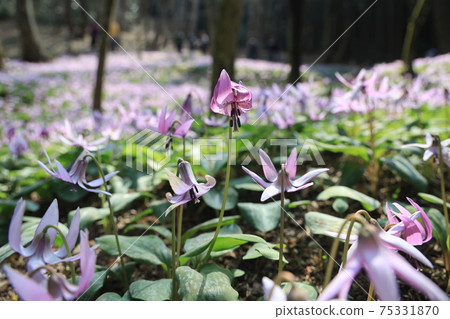 [Hyogo Prefecture] Hikamicho, Tamba City, a flower of an erythronium that shines in the spring morning sun 75331870