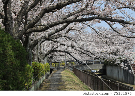 [兵庫縣]小野市春，江，櫻花 75331875