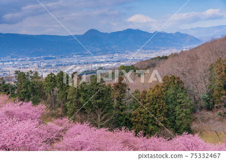 (神奈川縣)從河內櫻花盛開的大井夢之裡看到的富士山 (神奈川縣)從河內櫻花盛開的大井夢之裡看到的富士山 75332467