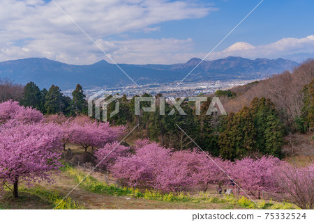 (Kanagawa Prefecture) Mt. Fuji seen from Ooi Yume no Sato, where Kawazu cherry blossoms bloom (Kanagawa Prefecture) Mt. Fuji seen from Ooi Yume no Sato, where Kawazu cherry blossoms bloom 75332524