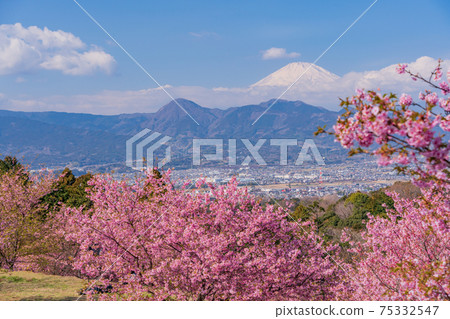 （神奈川縣）從河內櫻花盛開的大井夢之裡看到的富士山 75332547