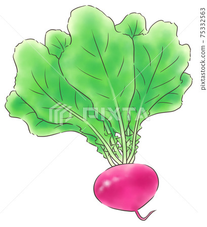 Red turnip / line 1 color Red turnip / line 1 color 75332563