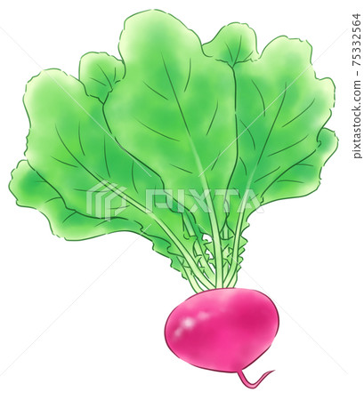 Red turnip Red turnip 75332564