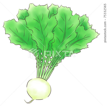 Turnip / line 1 color Turnip / line 1 color 75332565