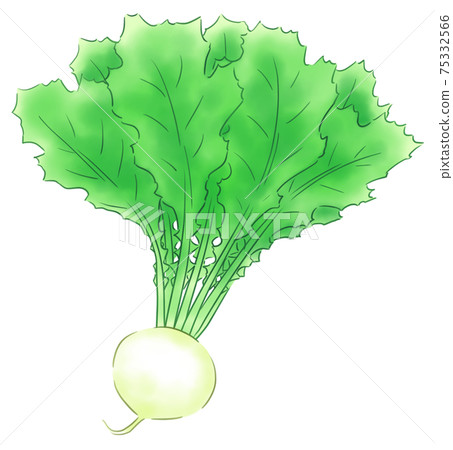 turnip turnip 75332566