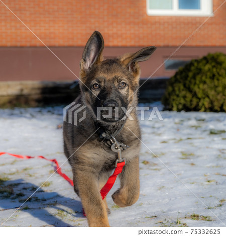 A ten weeks old German Shepherd puppy play in the snow and look at the camera A ten weeks old German Shepherd puppy play in the snow and look at the camera 75332625