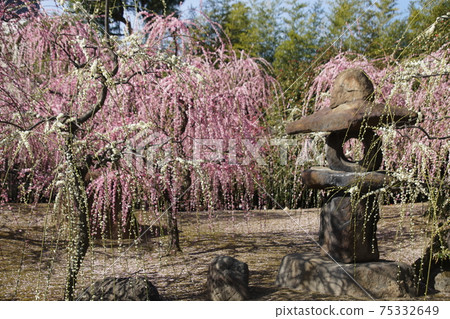在京都Rakunan的Jonangu神社里哭泣的李子 在京都Rakunan的Jonangu神社里哭泣的李子 75332649