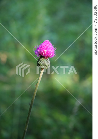 One flower of milk thistle close-up on a blurred background. Thorn flower. One flower of milk thistle close-up on a blurred background. Thorn flower. 75332696
