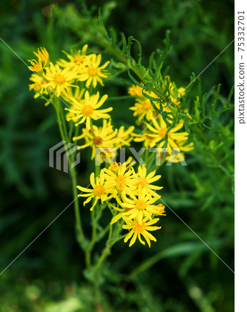 Jacobaea (Jacobaea vulgaris) is a poisonous herb that is dangerous to pets. Yellow wildflowers. Jacobaea (Jacobaea vulgaris) is a poisonous herb that is dangerous to pets. Yellow wildflowers. 75332701