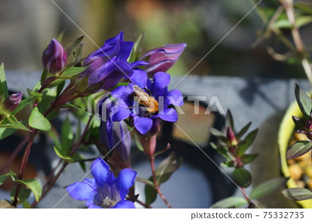 Tiger bumblebee sucking the nectar of Japanese bellflower 75332735