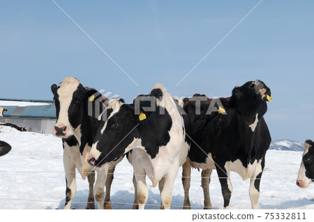 Milk producers 75332811