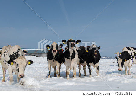 Milk producers 75332812