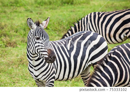 非洲野生斑馬 75333102