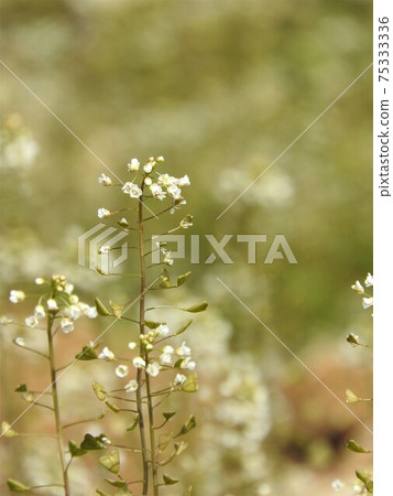 Flower of "Nazuna", one of the seven spring herbs 75333336
