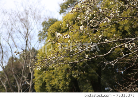 Magnolia kobus, a farmer who has begun to bloom 75333375