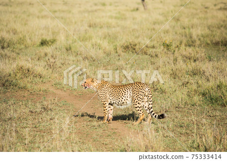 Africa wild cheetah Africa wild cheetah 75333414