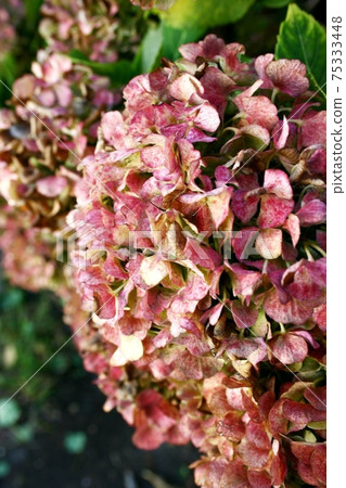 hydrangea hydrangea 75333448
