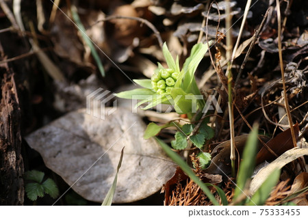 Fukinotou Fukinotou 75333455