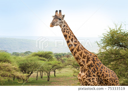 Africa wild giraffe Africa wild giraffe 75333519