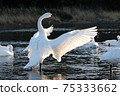 Tundra swan in Kawamoto Town, Fukaya City 75333662