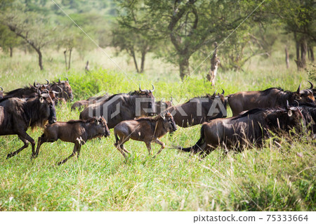 Large movement of a herd of wildebeests in Africa Large movement of a herd of wildebeests in Africa 75333664