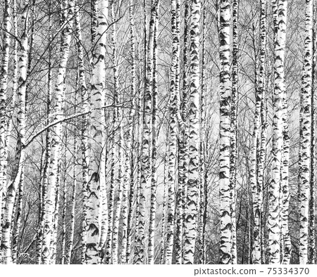 Spring trunks of birch trees black and white Spring trunks of birch trees black and white 75334370