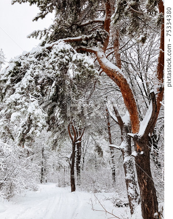 Landscape of a snow-covered pine forest in a snowfall 75334380