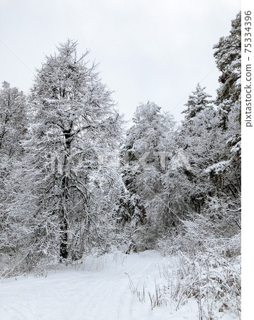 Landscape of a snow-covered pine forest in a snowfall 75334396