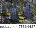 Early spring stone statue and Amur adonis 75334487