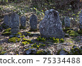 Early spring stone statue and Amur adonis 75334488