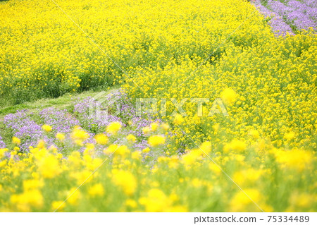 Rape blossoms 75334489