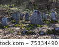 Early spring stone statue and Amur adonis 75334490