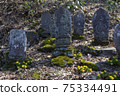 Early spring stone statue and Amur adonis 75334491