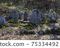 Early spring stone statue and Amur adonis 75334492
