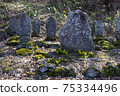 Early spring stone statue and Amur adonis 75334496