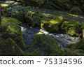 Mossy stones and murmuring in the park 75334596