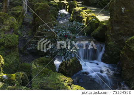 在公園里長滿苔蘚的石頭和喃喃自語 75334598